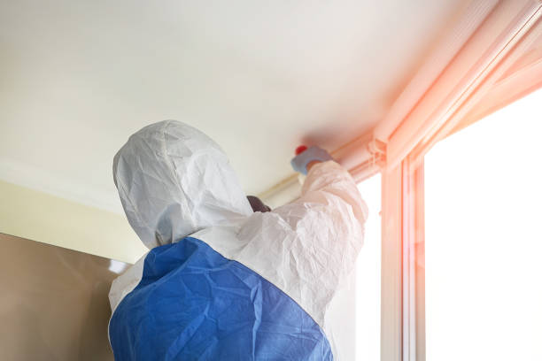 Mold Odor Removal Services in East Shoreham, NY